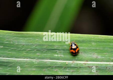 Coccinella transversalis Fabricius , comunemente noto come il ladybird trasversale, India Foto Stock