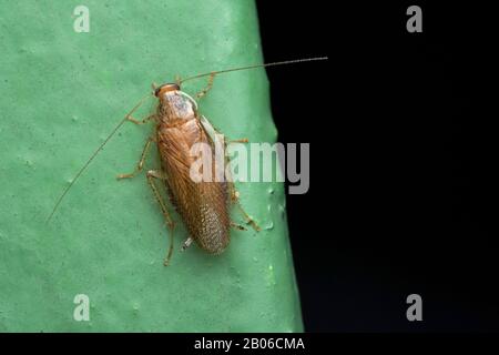 Scarafaggio tedesco, Blattella germanica, famiglia Ectobidae Foto Stock