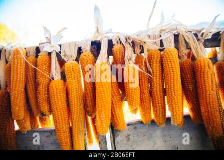 i frutti di mais sono essiccati al sole. Reni di mais dopo la raccolta. I prodotti naturali di mais sono immagazzinati su una corda. Foto Stock