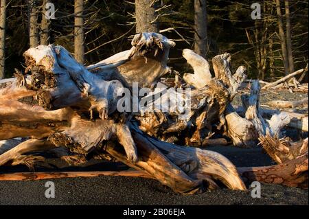 STATI UNITI, STATO DI WASHINGTON, PENISOLA OLIMPICA, PARCO NAZIONALE OLIMPICO, VICINO A LA PUSH, SPIAGGIA DI RIALTO, DRIFTWOOD Foto Stock