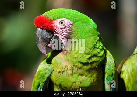 MESSICO, VICINO A CANCUN, XCARET ECO THEME PARK, MILITARE MACAW, PRIMO PIANO Foto Stock