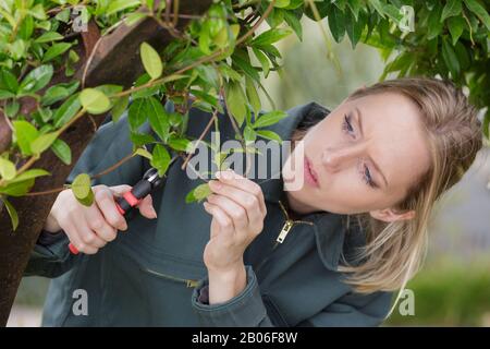 giovane donna che taglia rami di albero Foto Stock