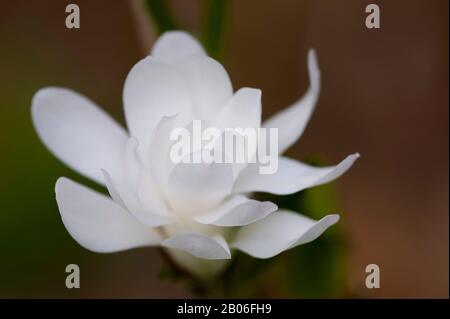 USA, WASHINGTON STATE, BELLEVUE, STELLA MAGNOLIA (MAGNOLIA STELLATA) IN GIARDINO, PRIMO PIANO DI FIORI Foto Stock