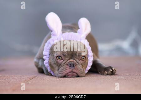 Carino coniglio di Pasqua lilac Bulldog francese vestito in su con morbido cerchietto viola con orecchie di coniglio, sdraiato su sfondo grigio Foto Stock