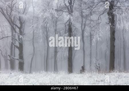 Inverno foresta in montagna. Maestoso trekking invernale. Foto Stock