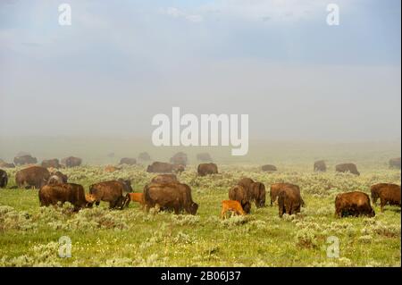 USA, WYOMING, PARCO NAZIONALE DI YELLOWSTONE, HAYDEN VALLEY CON ALLEVAMENTO DI BISONTI CON BAMBINI IN NEBBIA Foto Stock