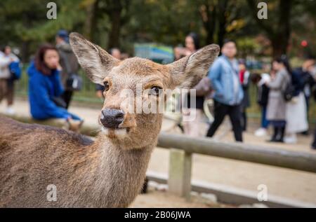 Sika Deer (Cervus nippon), ritratto animale, libero raggio, domino, dietro di esso turisti, Parco Nara, Prefettura di Nara, Giappone Foto Stock