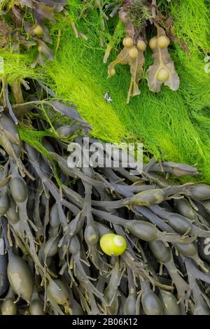 Vescica rack (Fucus vesiculosus), Tourony, Dipartimento di Cotes-d'Armor, Francia Foto Stock