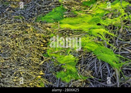 Vescica rack (Fucus vesiculosus), Tourony, Dipartimento di Cotes-d'Armor, Francia Foto Stock