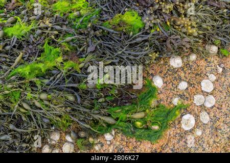 Conchiglie e stalla vescicale (Fucus vesiculosus) su rocce di granito, Tourony, Departement Cotes-d'Armor, Francia Foto Stock