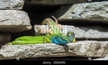 Lucertole verdi europee (Lacerta viridis), coppia animale su muro di pietra, Serres, Grecia Foto Stock