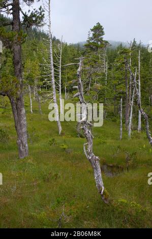 Paesaggio di palude con muskeg, muskeg, muskeg, muschi, muschi, muschi, muschi e alberi neri storditi e tamarack, all'ingresso dell'Idaho sull'isola di Chichagof, Tongass National Foto Stock