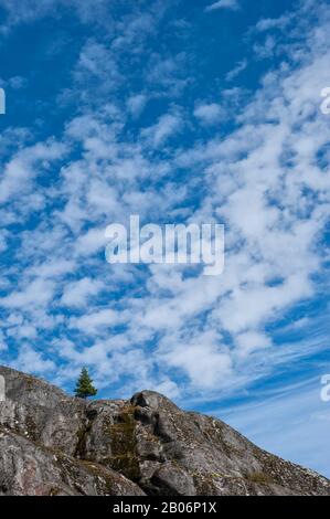 Lonely Sitka Spruce tree sulla cima della scogliera vicino Dawes ghiacciaio, Braccio Endicott, Tongass National Forest, Alaska, STATI UNITI D'AMERICA Foto Stock