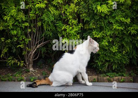 Ritratto di un gatto vagato o anche sa come gatto comunità è seduto di fronte ai cespugli verdi per fare una breve pausa. Foto Stock
