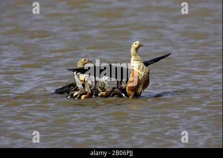 Oca Orinoco, neochen jubata, coppia con pulcini su acqua, Los Lianos in Venezuela Foto Stock