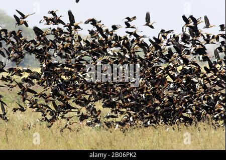 White-faced Whistling Duck, dendrocygna viduata e Red-Fatted Whistling Duck, dendrocygna automnalis, Group in Flight, Prendendo da Swamp, Los Lian Foto Stock