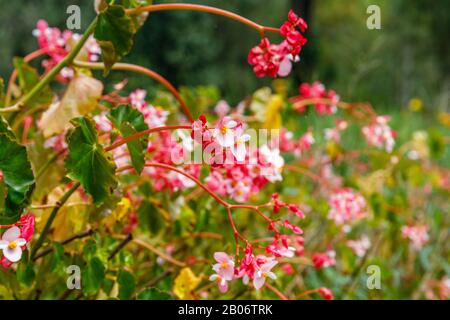 Fioritura Mendonia A Kebun Raya Bali - Bali Botanical Garden A Bedugul, Tabanan, Bali, Indonesia. Foto Stock