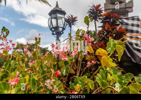 Fioritura Mendonia A Kebun Raya Bali - Bali Botanical Garden A Bedugul, Tabanan, Bali, Indonesia. Foto Stock