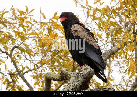 Bateleur aquila (Terathopius ecaudatus), arroccato su un albero, guardando molto avanti, Kruger National Park, Sudafrica, Foto Stock