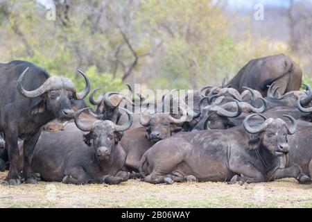 Afro Buffalo o Cape Buffalo (Syncerus caffer) mandria sdraiata, Kruger National Park, Sudafrica Foto Stock