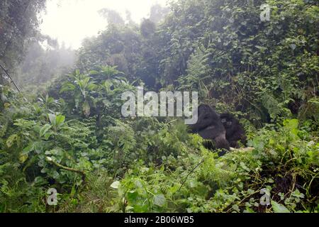 Gorilla di montagna (Gorilla gorilla beringei) grande maschio argentato Agasha del gruppo Agasha, Parco Nazionale Vulcani, Rwanda. Foto Stock
