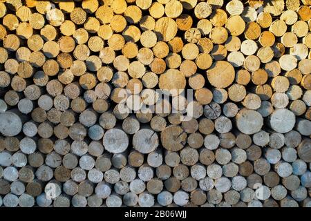 Molti tronchi rotondi in mucchio di legno. Pila di legna da ardere. Foto Stock