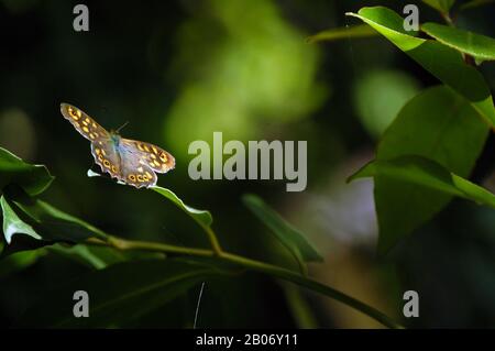 Farfalla Foto Stock