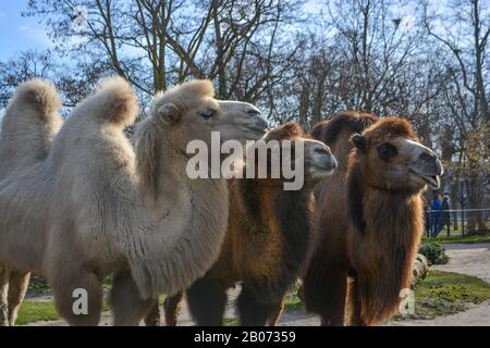 Tre cammelli sono in linea. Cammelli allo zoo, chiamato Wilhelma nel sud della Germania Foto Stock