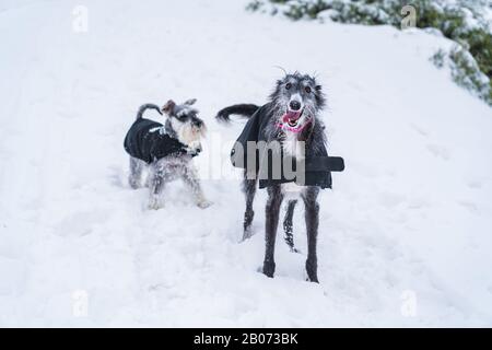 Due cani con mantello nero in piedi nella neve Foto Stock