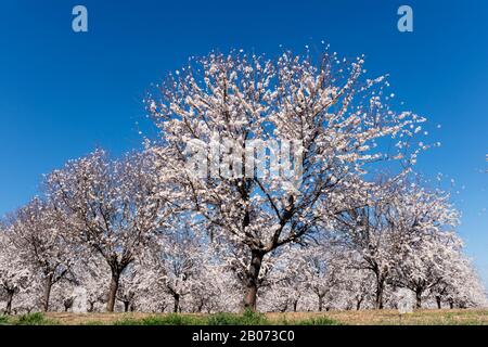 Mandorli in fiore, in provincia di Cordoba, Andalusia, Spagna meridionale. Prunus dulcis. Foto Stock