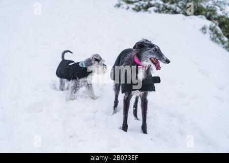 Due cani con mantello nero in piedi nella neve Foto Stock