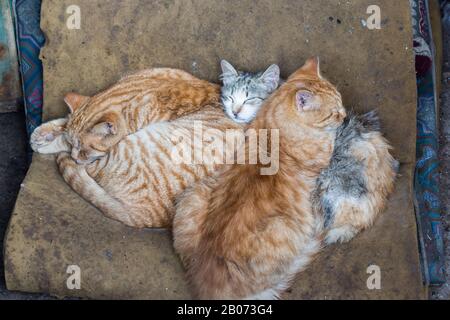 Gatto sulla strada in Marocco Foto Stock