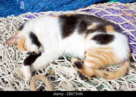 Gatto sulla strada in Marocco Foto Stock