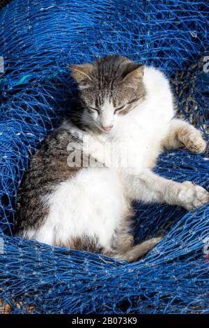 Gatto sulla strada in Marocco Foto Stock