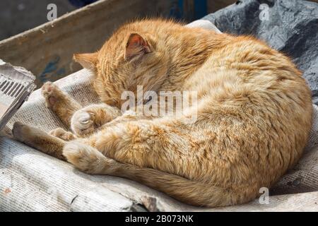 Gatto sulla strada in Marocco Foto Stock