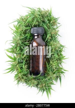 cannabis con estratto di cannabidiolo (cbd) isolato su sfondo bianco Foto Stock