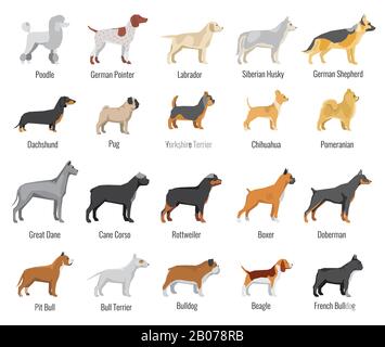 Cani razza vettore piatto icone set. Animali domestici animale, labrador e siberian Husky, dachshund e yorkshire terrier illustrazione Illustrazione Vettoriale