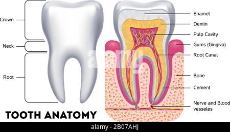 Dati anagrafici dentali vettoriali per anatomia dentale. Banner medico o illustrazione di poster Illustrazione Vettoriale