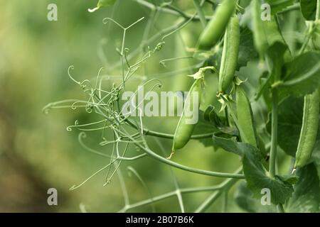Coltivati localmente pisello verde in giardino biologico caserecci produrre Pisum sativum Foto Stock