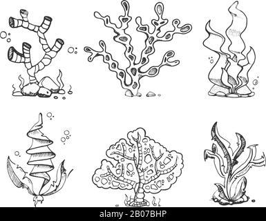Alghe marine, flora marina, piante oceaniche in vintage disegnato a mano, doodle, vettore di stock in stile schizzo. Corallo e kelp per l'illustrazione dell'acquario, del sottomarino e dell'organismo subacqueo Illustrazione Vettoriale