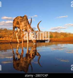 Grande kudu (Tragelaphus strepsiceros), maschio bevente al buco dell'acqua, vista laterale, Sud Africa, KwaZulu-Natal, Zimanga Game Reserve Foto Stock