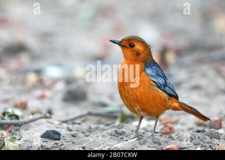 Chat robbina con cappotto rosso (Cossypha natalensis), in piedi sul terreno, Sudafrica, KwaZulu-Natal, Parco Nazionale iSimangaliso Foto Stock