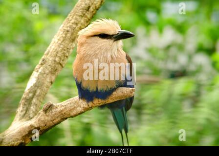 Rullo con decorazioni blu (Coracias cyanogaster), che si trova su un ramo Foto Stock