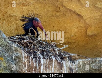 Hermit ibis, Nord Bald Ibis (Geronticus eremita), perching sul nido, vista laterale, Spagna, Cadice, Vejer de la Frontera Foto Stock