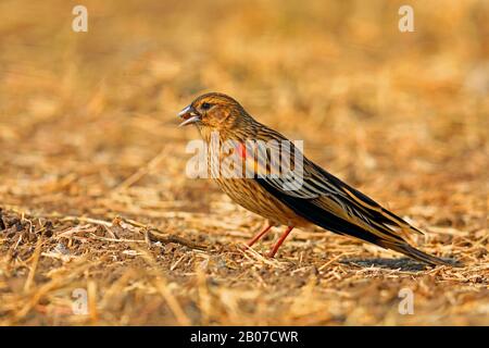 whidah a coda lunga (Coliuspasser progne, Euplectes progne), maschio in eclissi piumaggio sul grpund, Sud Africa, Marievale Bird Sanctuary Foto Stock