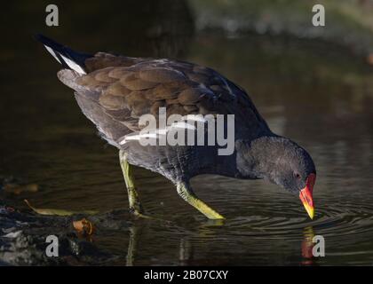 Moorhen, gallinula cloropus, alimentazione in acque poco profonde, Regno Unito Foto Stock