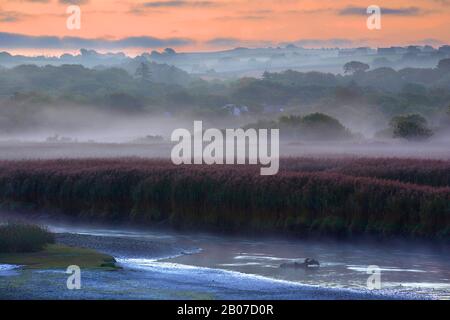 Zona umida a Teifi rivier in Morning Mist, Regno Unito, Galles, Pembrokeshire, Cilgerran Foto Stock