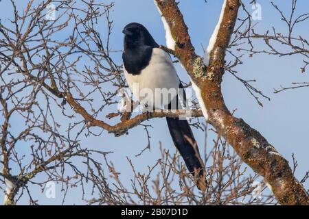 Magpie (Pica pica), Magpie in inverno, Norvegia, Troms Foto Stock