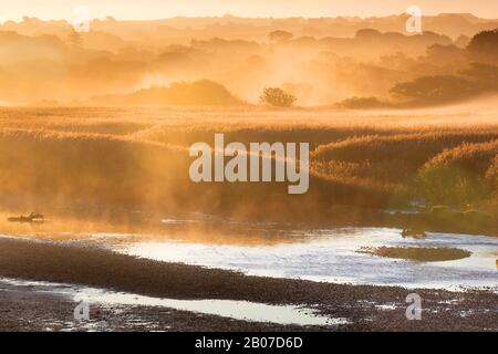 Zona umida a Teifi rivier in Morning Mist, Regno Unito, Galles, Pembrokeshire, Cilgerran Foto Stock