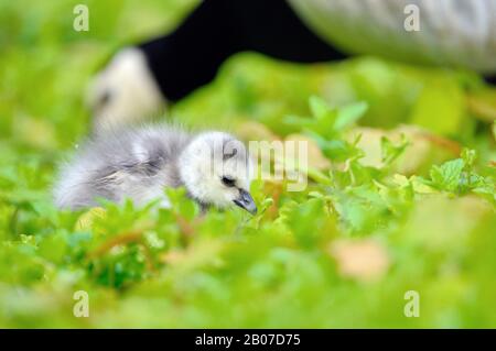 Barnacle Goose (Branta leucopsis), gosling, uccello adulto sullo sfondo, Germania, Renania Settentrionale-Vestfalia Foto Stock